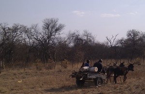 African donkey cart | Connect Africa | image